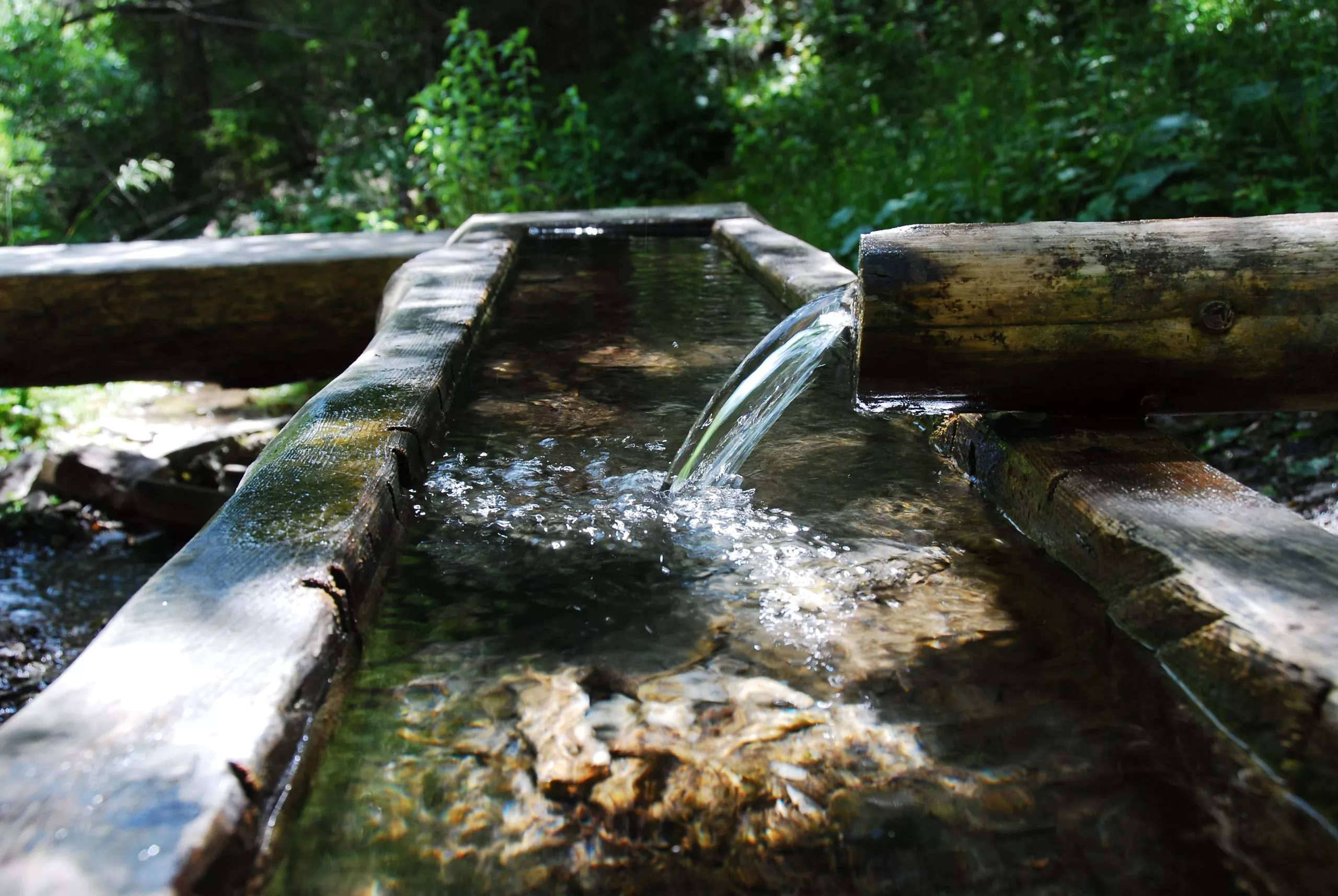 Water flows from a wooden log spout into a rustic trough surrounded by green foliage in a forest setting.