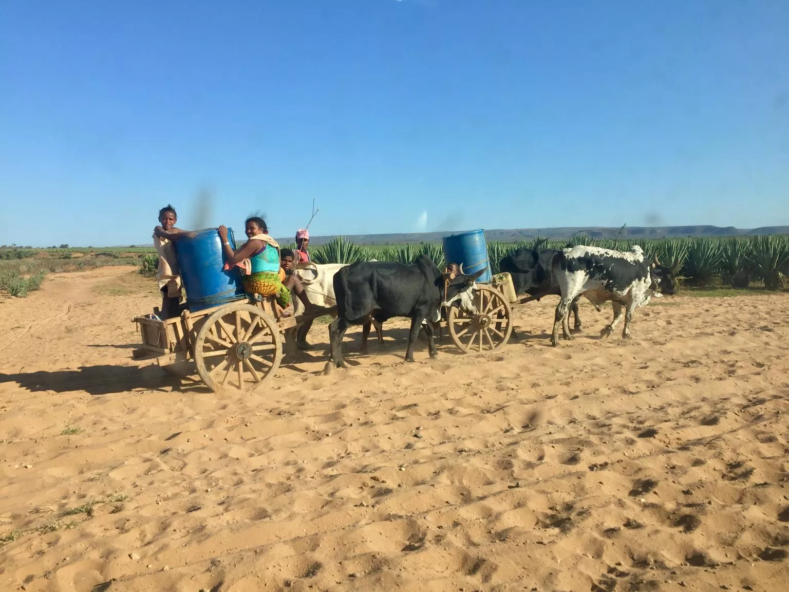 Two carts pulled by oxen traverse a sandy path, carrying large blue barrels of eau. A few people sit on the carts under the clear Mexique sky, with bushes lining the path in the background.